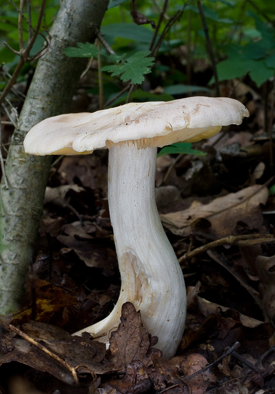 Entoloma sinuatum